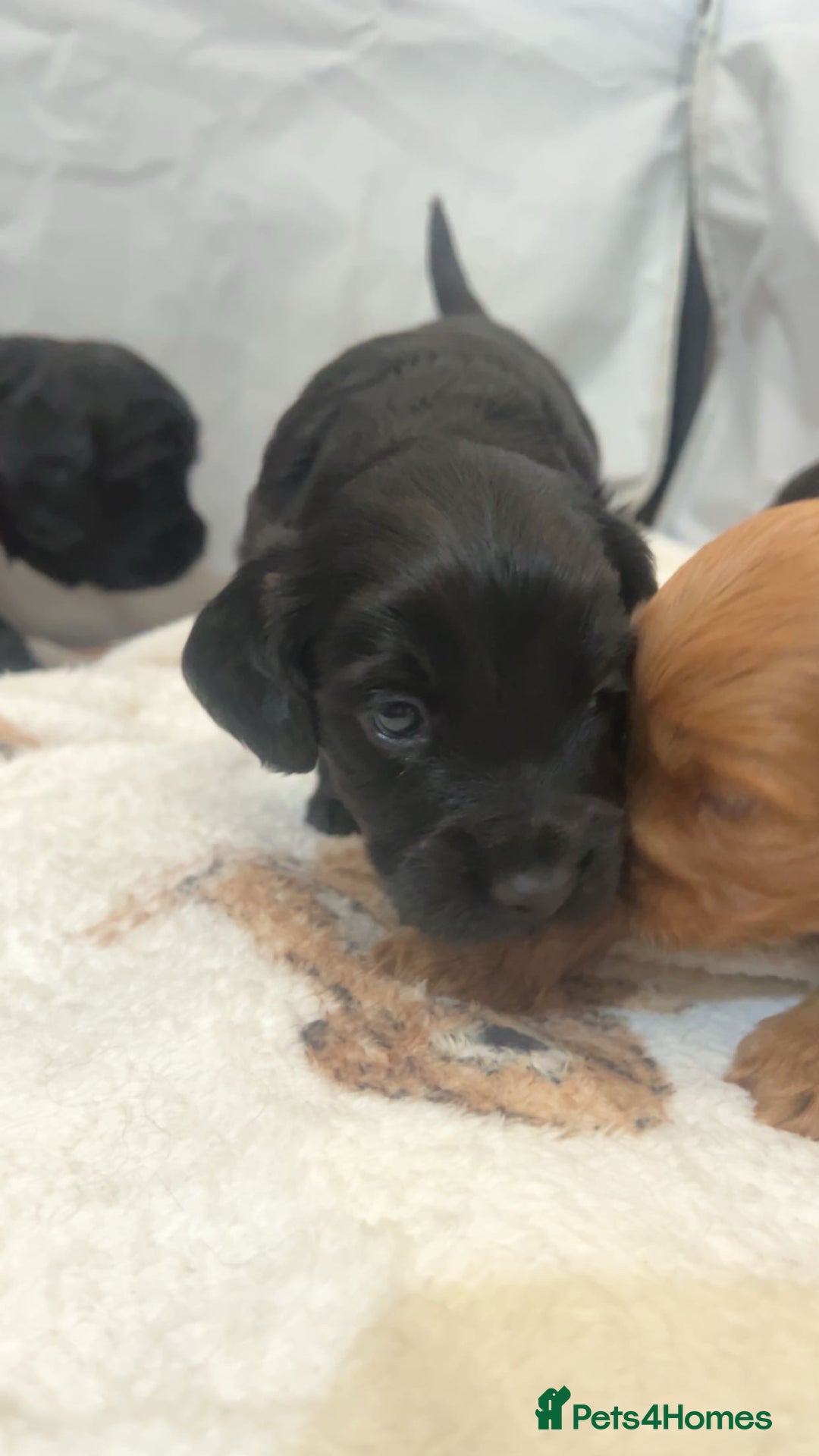 Cockapoo dogs for sale: Beautiful f2 cockapoo pups - Advert 5