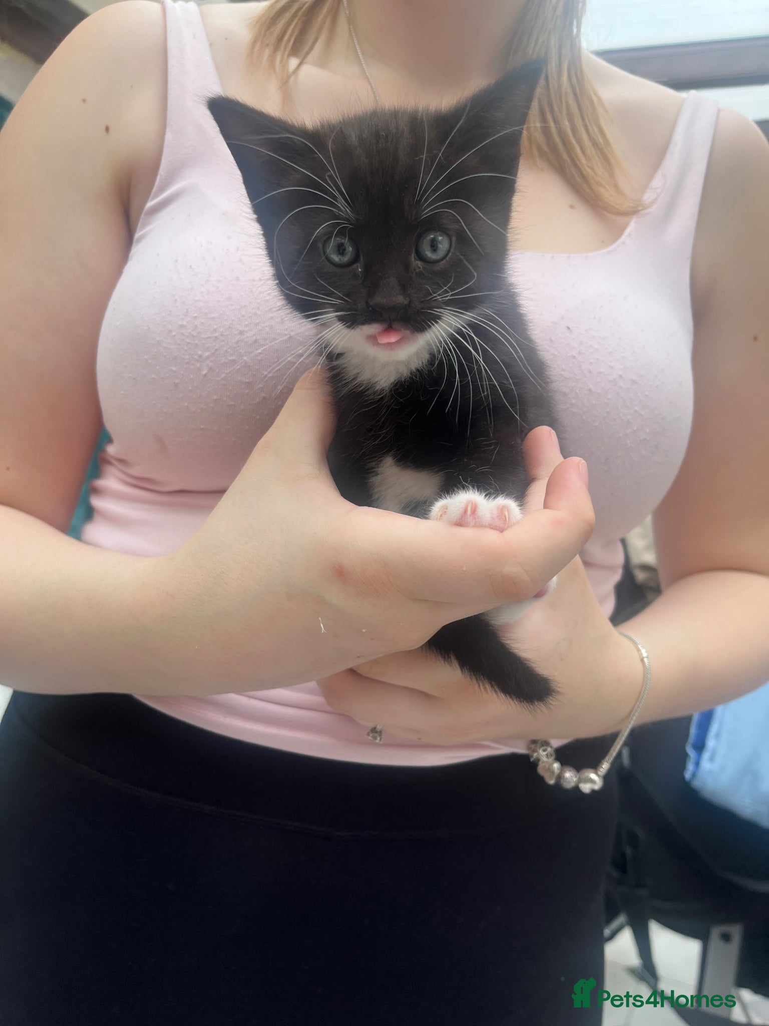 Mixed Breed Kitten 4