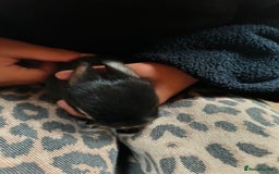 Mixed Breed rabbits for sale: Adorable Baby Bunnies Looking for Loving Homes 🐇 - Image 7