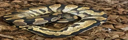 Python Snake reptiles for sale: Ball python - Advert 2