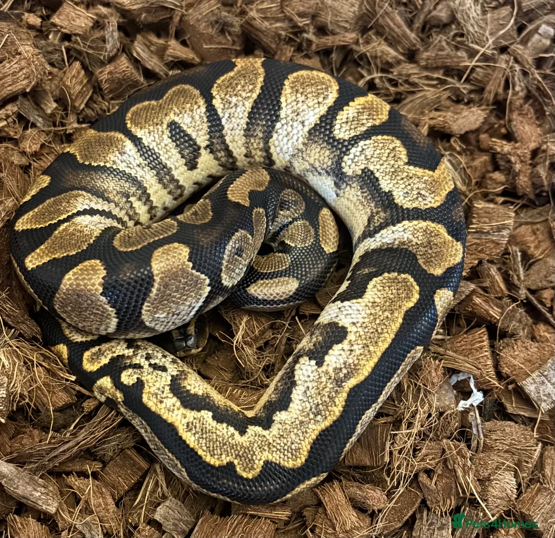 Python Snake reptiles for sale: Ball python - Advert 2