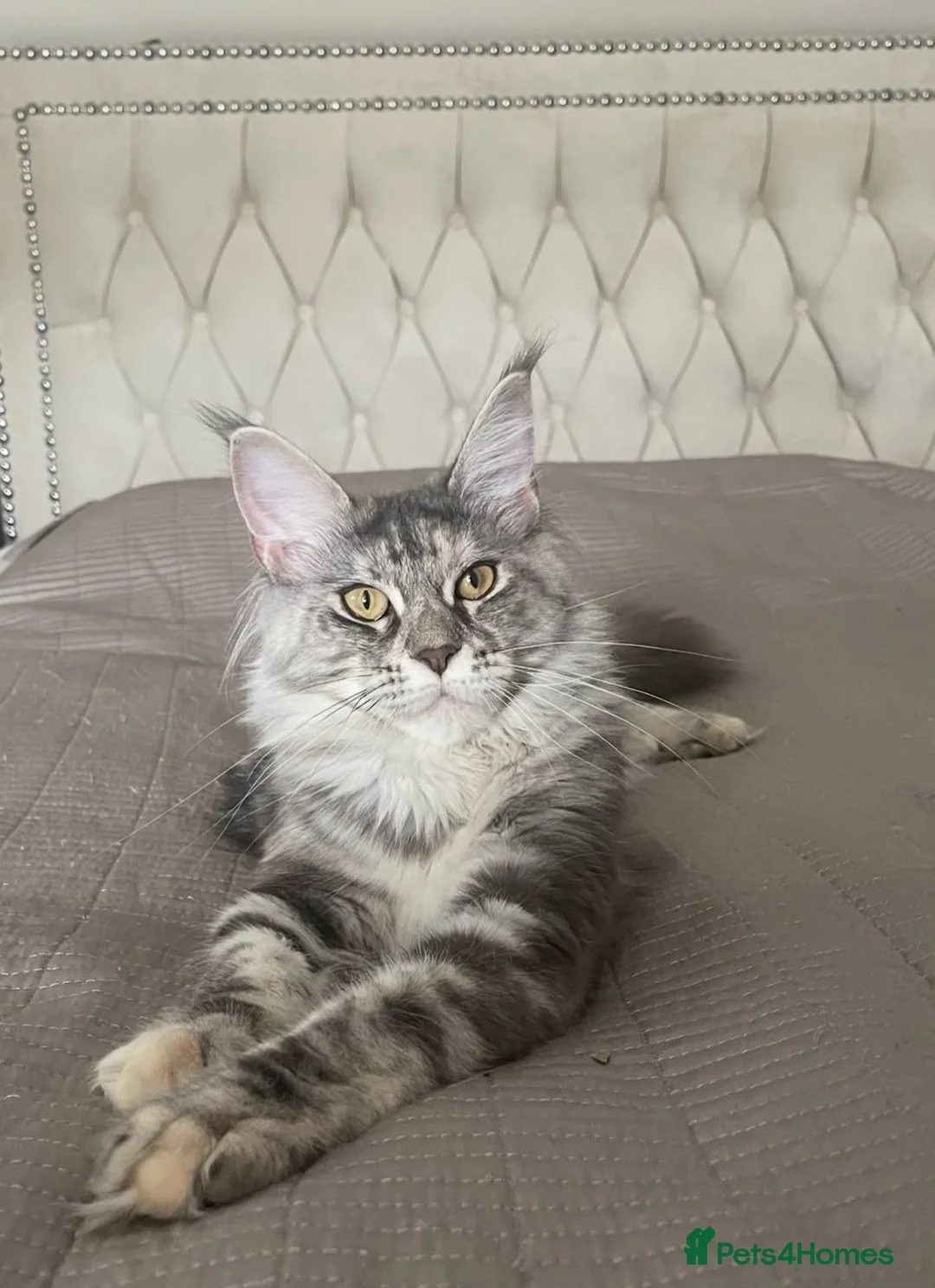 Maine Coon cats for sale: Maine Coon Kittens - Advert 2