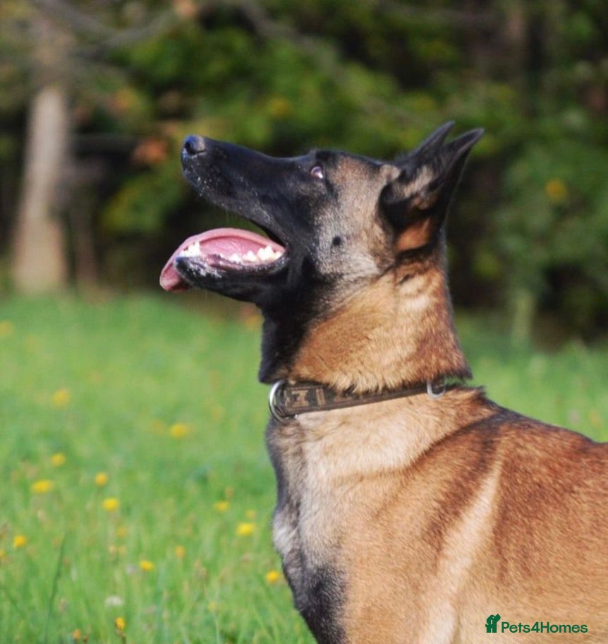 Belgian Shepherd Dog dogs Belgian Malinoi Female for Sale - Advert 3