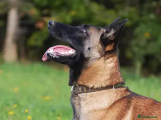 Belgian Shepherd Dog dogs Belgian Malinoi Female for Sale - Advert 3