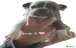 French Bulldog dogs for sale: 4 french bulldog pups - Image 9