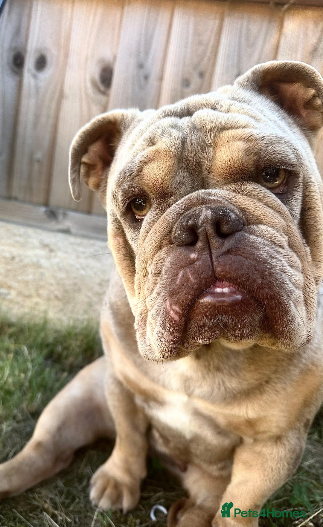 English Bulldog dogs for sale: Bambi  - Image 2