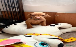Hungarian Vizsla dogs for sale: Hungarian Vizsla - Image 6