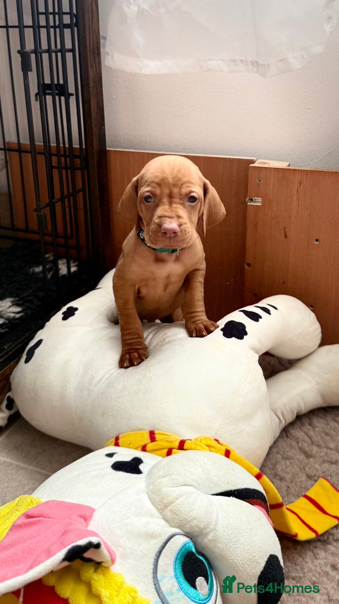 Hungarian Vizsla dogs for sale: Hungarian Vizsla - Image 6