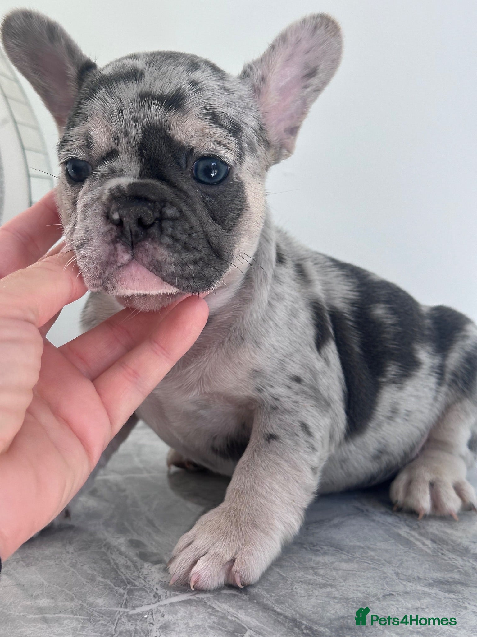 French Bulldog dogs Quality French Bulldog Puppies  - Advert 1