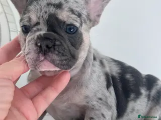 French Bulldog dogs Quality French Bulldog Puppies - Advert 1
