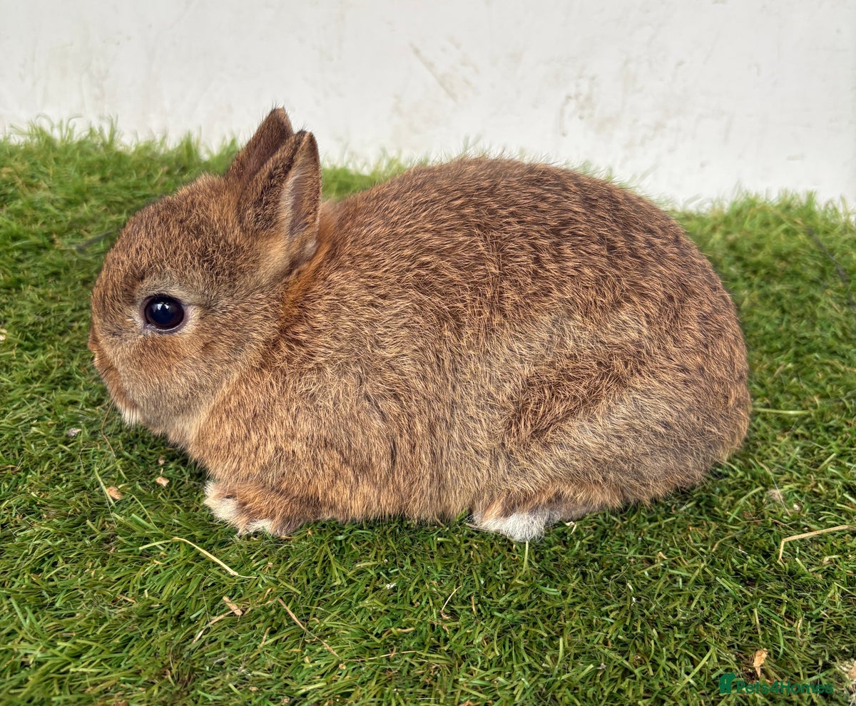 Rabbits for sale | Pets4Homes