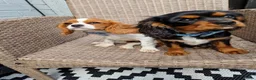 Cavalier King Charles Spaniel dogs for sale: X2 caviler king charles brothers - Advert 5