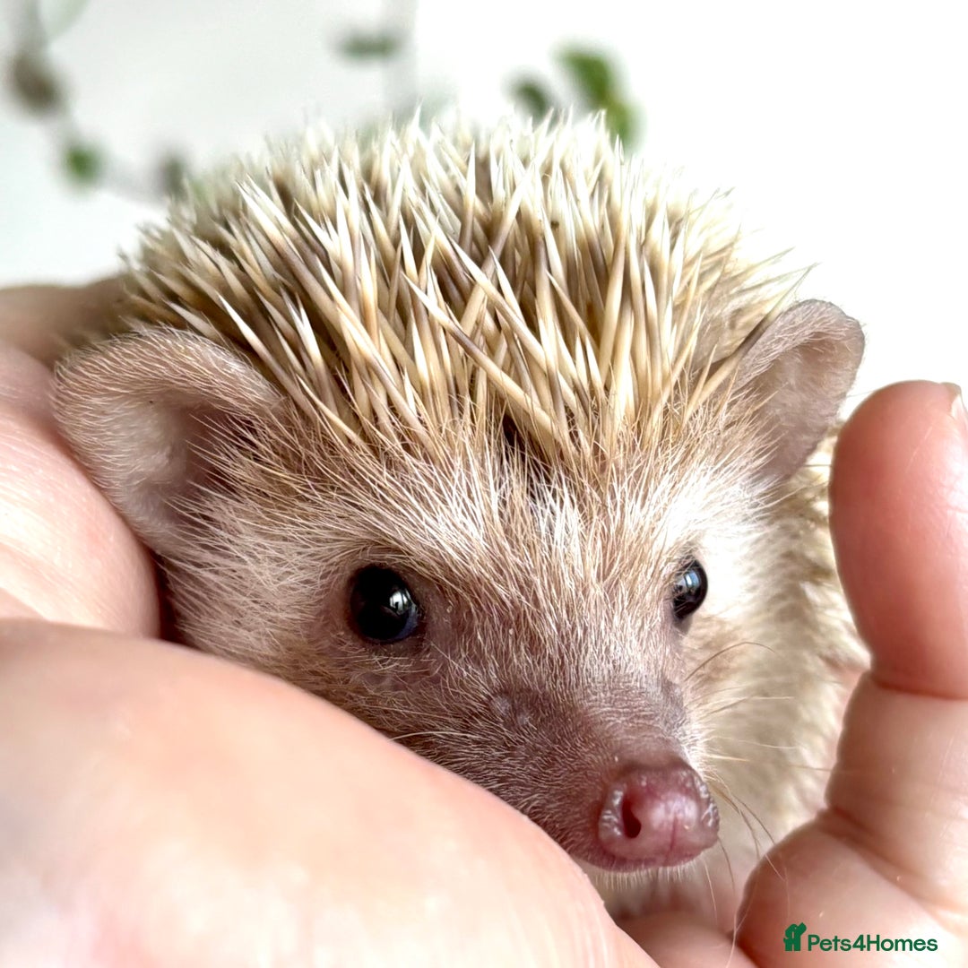 Pygmy Hedgehog rodents for sale: Pedigree African Pygmy Hedgehog 04.05.25 in Eastleigh - Image 17