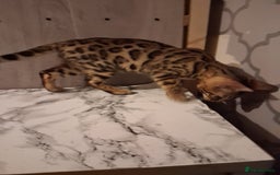 Bengal cats for sale: Tica reg. Bengal Kittens  - Image 10