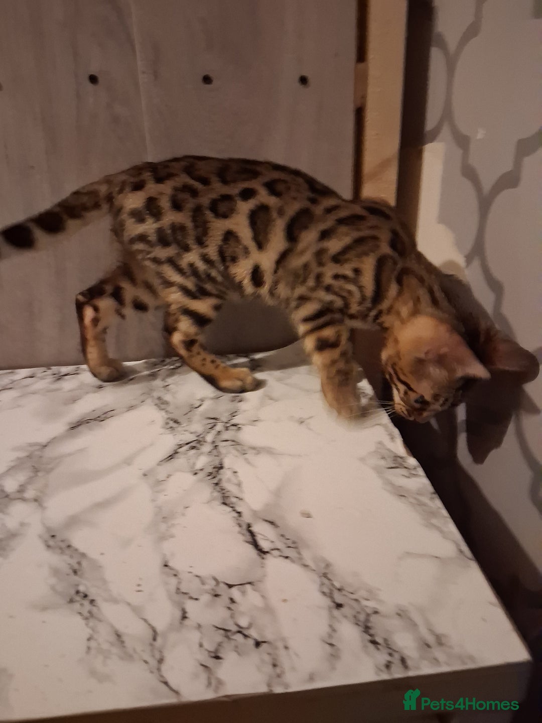 Bengal cats for sale: Tica reg. Bengal Kittens  - Image 10