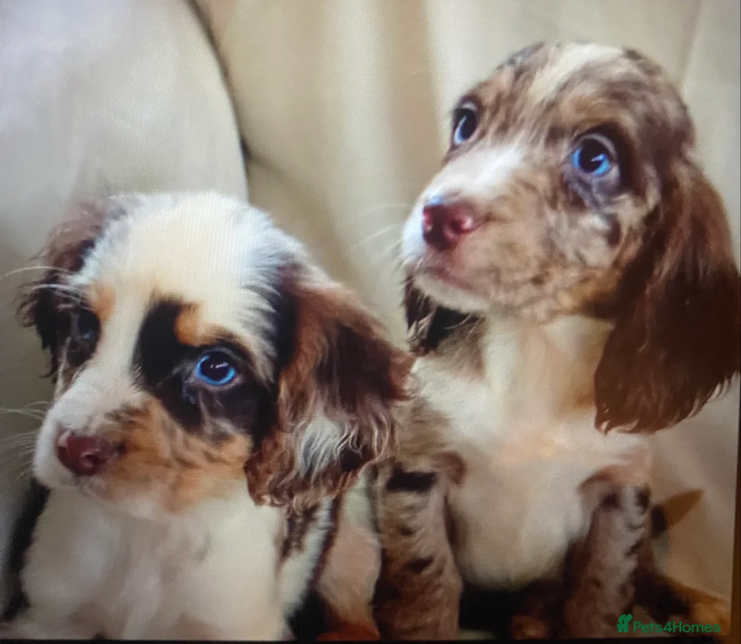 Cocker Spaniel dogs for sale: Beautiful letter of working Cocker spaniel’s - Advert 3