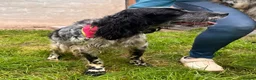 English Setter dogs for adoption: Kira  in Frinton-on-Sea - Advert 7