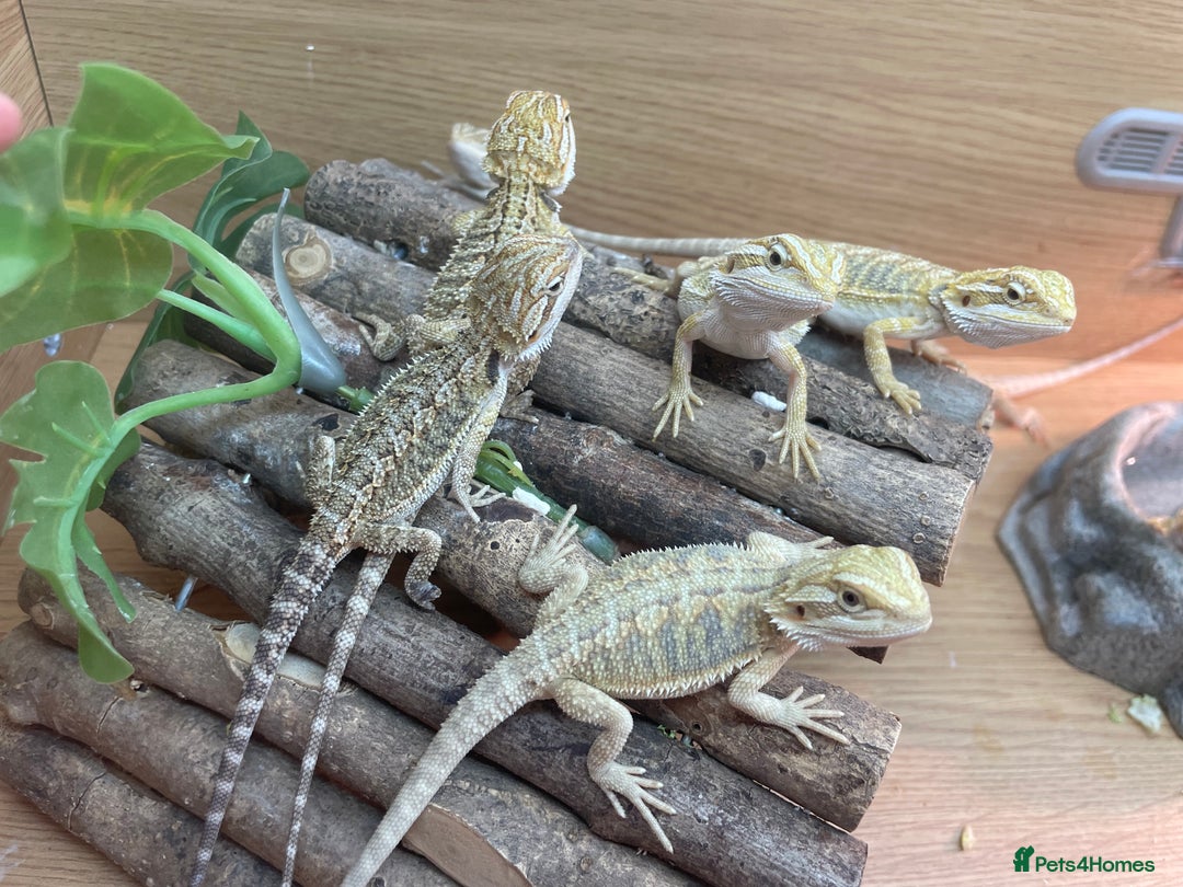 Bearded Dragon reptiles for sale: Hypo Baby Bearded Dragons - Image 6