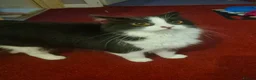 Mixed Breed cats for sale: Loving home required  in Kenilworth - Advert 8