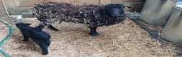 Sheep livestock for sale: Registered Pedigree Ouessant ewes, wethers, lambs - Advert 11