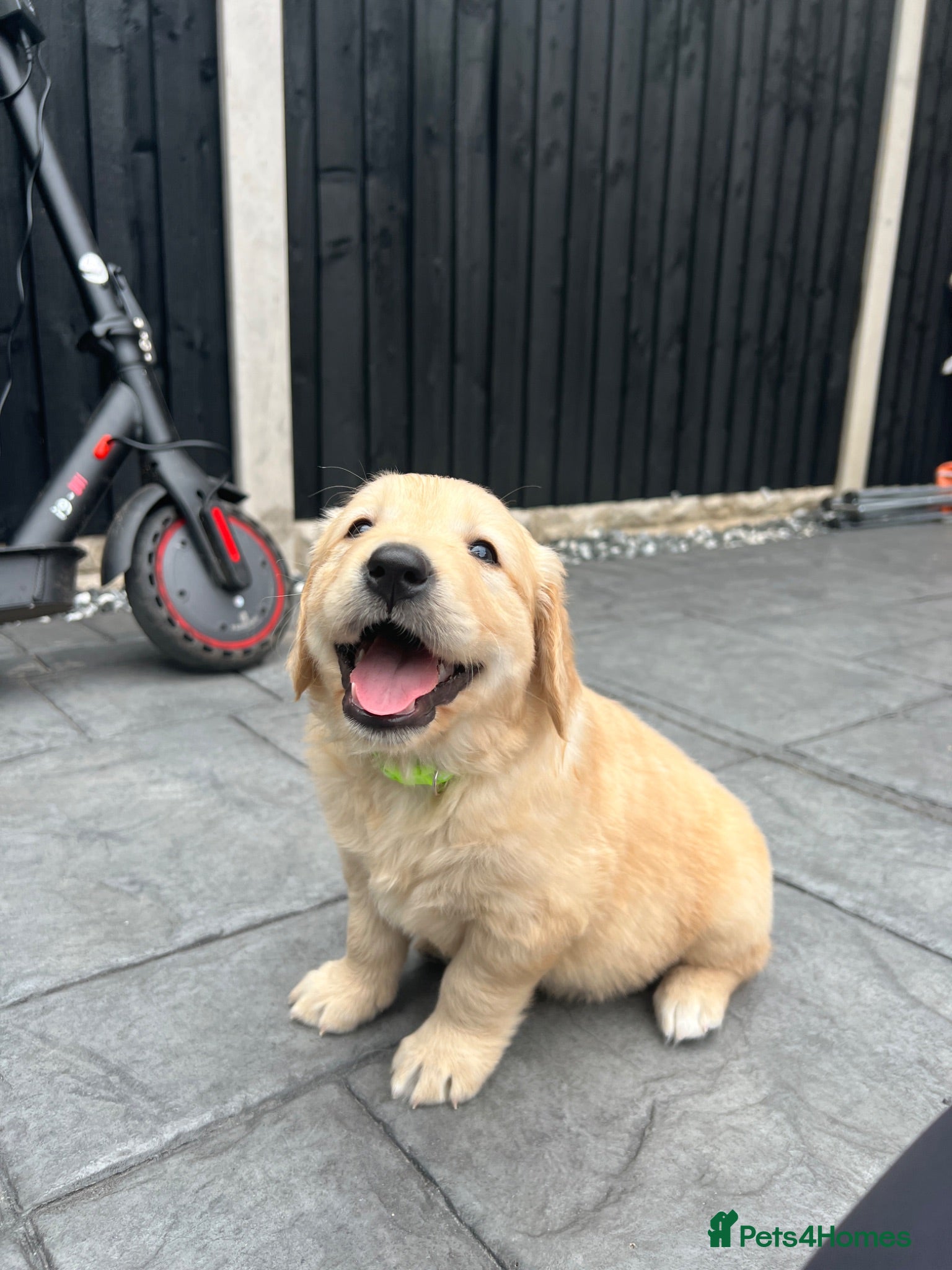 Golden Retriever dogs Kc extensively health tested boys and girls  - Advert 6