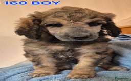 Standard Poodle dogs for sale: KC reg Brown Parti & phantom Standard Poodle pups - Image 14