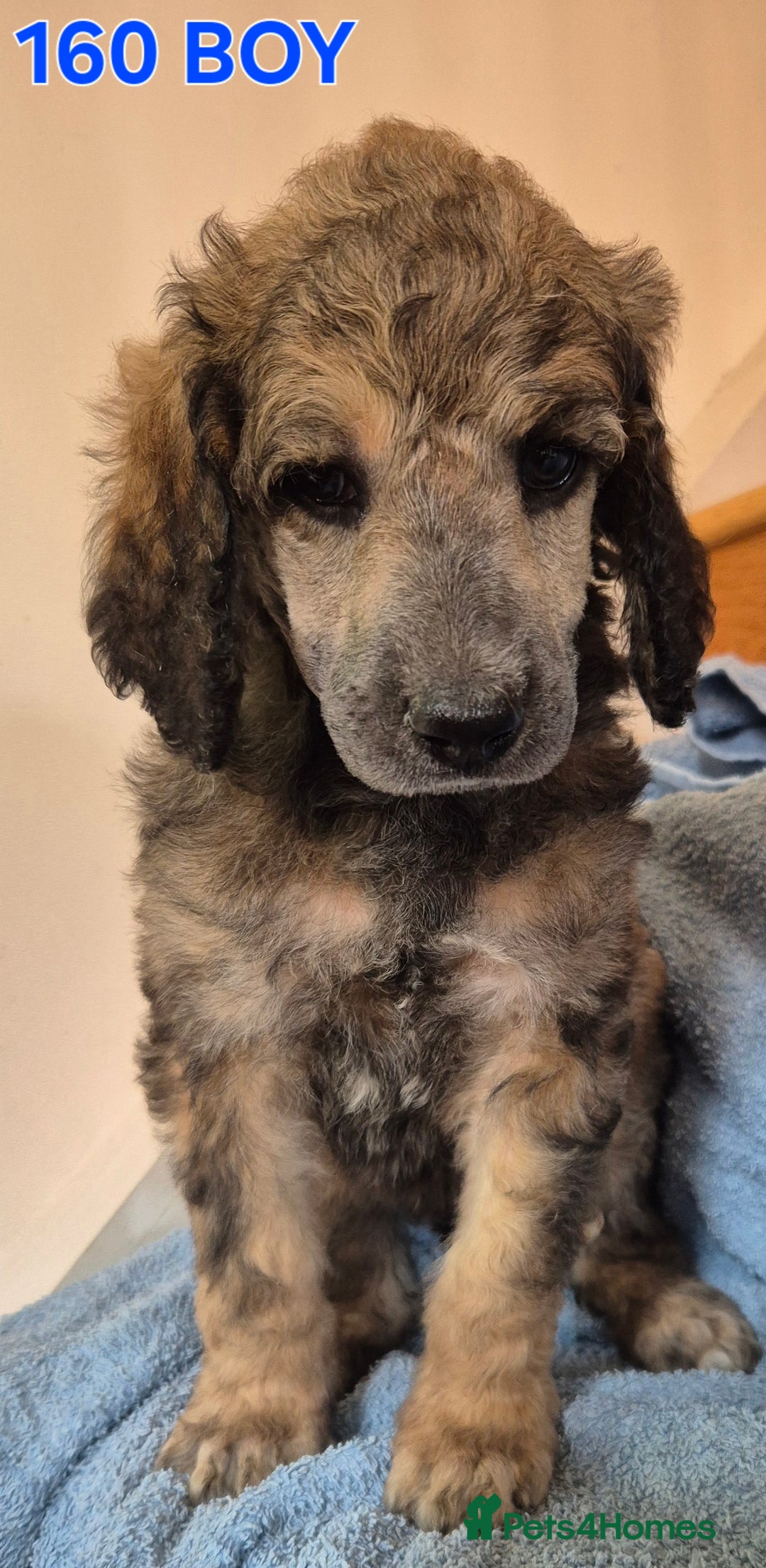 Standard Poodle dogs for sale: KC reg Brown Parti & phantom Standard Poodle pups - Image 14