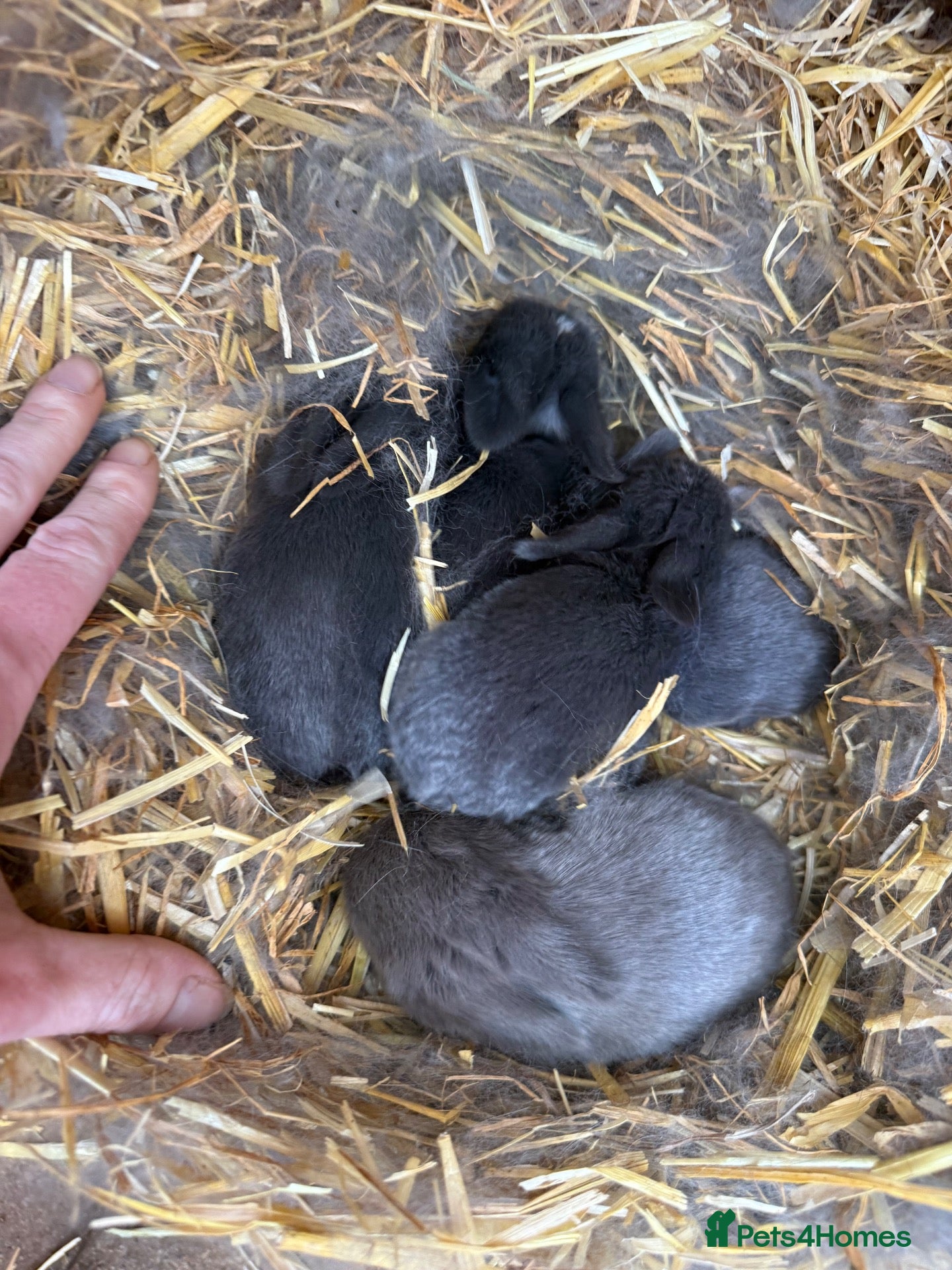 Mini Lop rabbits 8 Mini Lops - Waiting list open - Advert 2