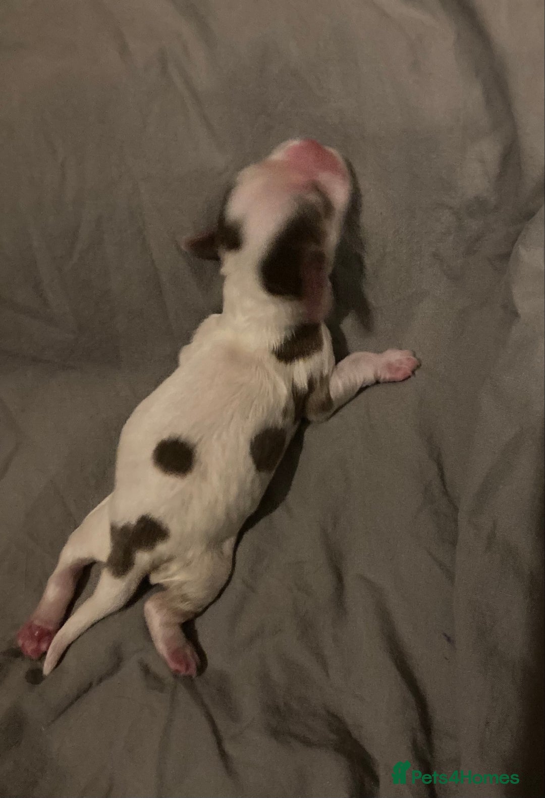 Cocker Spaniel dogs for sale: ‘Show Type’ Cocker Spaniel Puppies. KC Registered. - Image 29