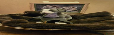 Whippet Puppy 2