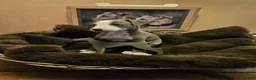 Whippet dogs for sale: Exquisite litter of whippet puppies  in Ormskirk - Advert 3