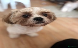 Shih Tzu dogs for sale: 2 6 month old male Shih tzu puppies  - Image 4