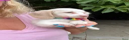 Miniature Dachshund dogs for sale: Piebald & Cream Longhairs  - Advert 8