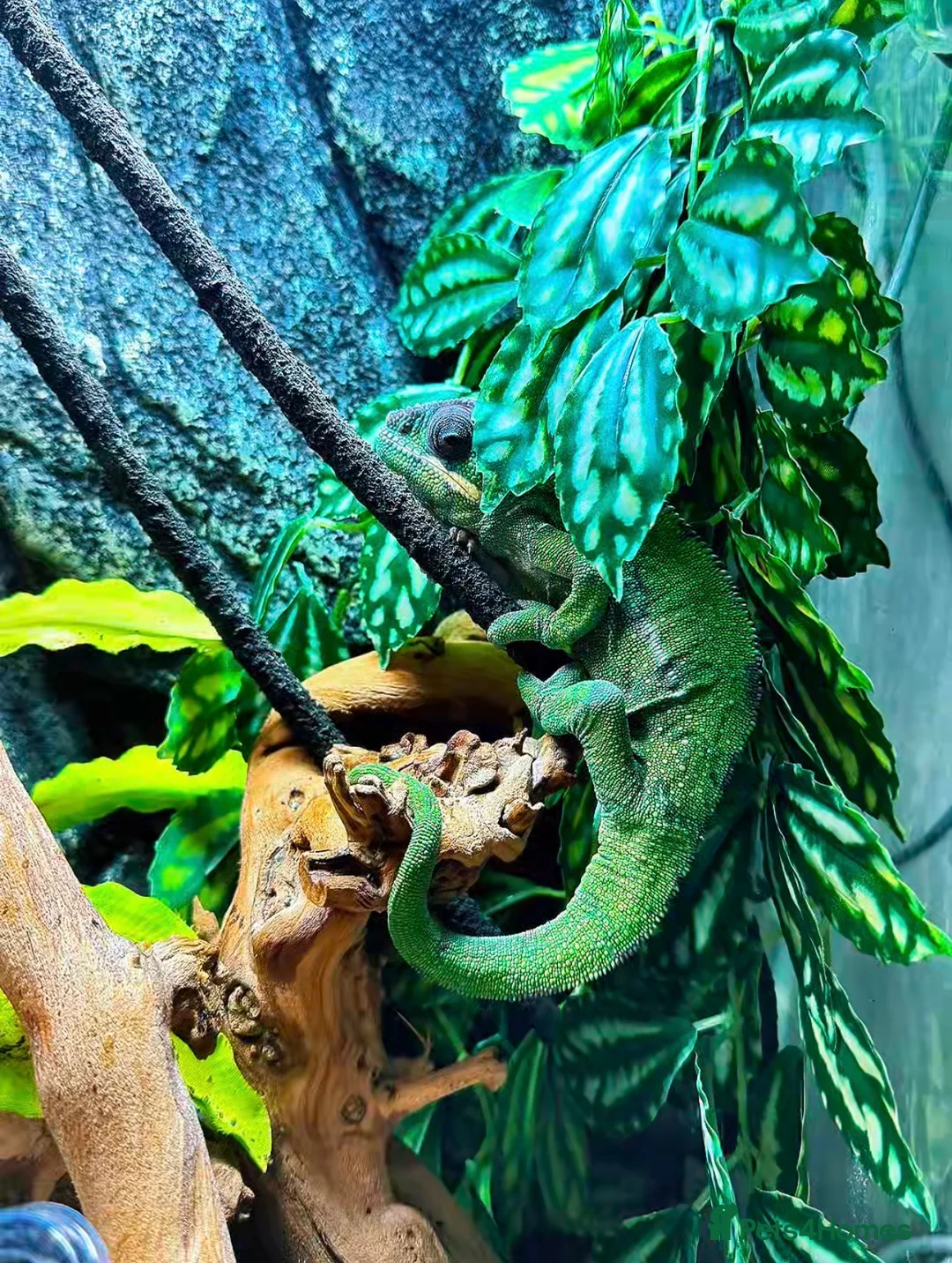 Chameleon reptiles for sale: Guardian The Chameleon in Llanfairpwllgwyngyll - Advert 2