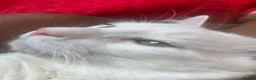 Maine Coon cats for sale: Russian white x Maine coone BL - Advert 3