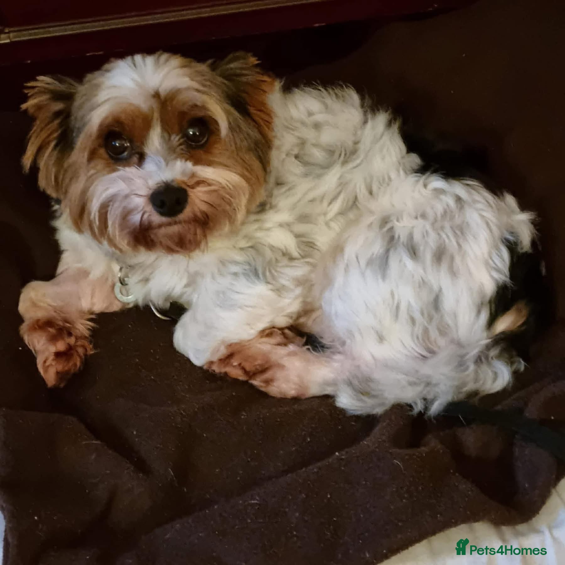 Biewer Terrier dogs Archie -Fakenham Norfolk  - Advert 1