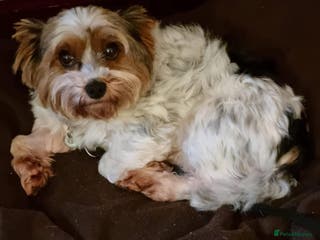 Biewer Terrier dogs Archie -Fakenham Norfolk - Advert 1