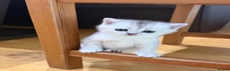British Shorthair cats for sale: British Shorthair Silver Shaded - Advert 23