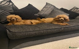 Toy Poodle dogs for sale: Kc reg Toy poodle bitch  - Image 5