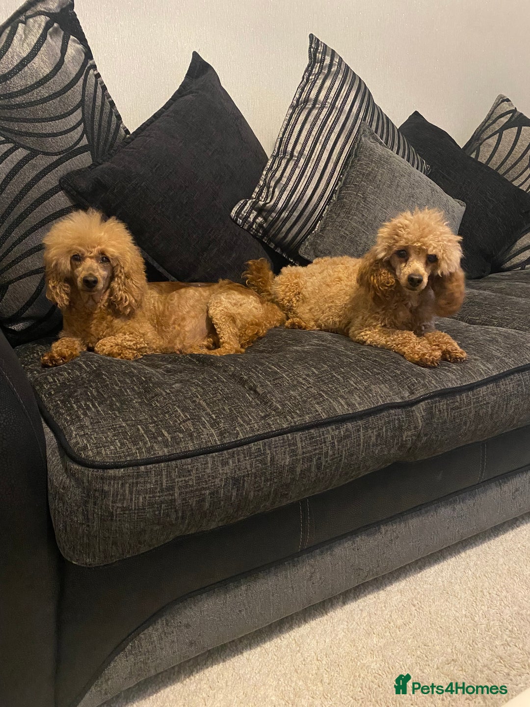 Toy Poodle dogs for sale: Kc reg Toy poodle bitch  - Image 5