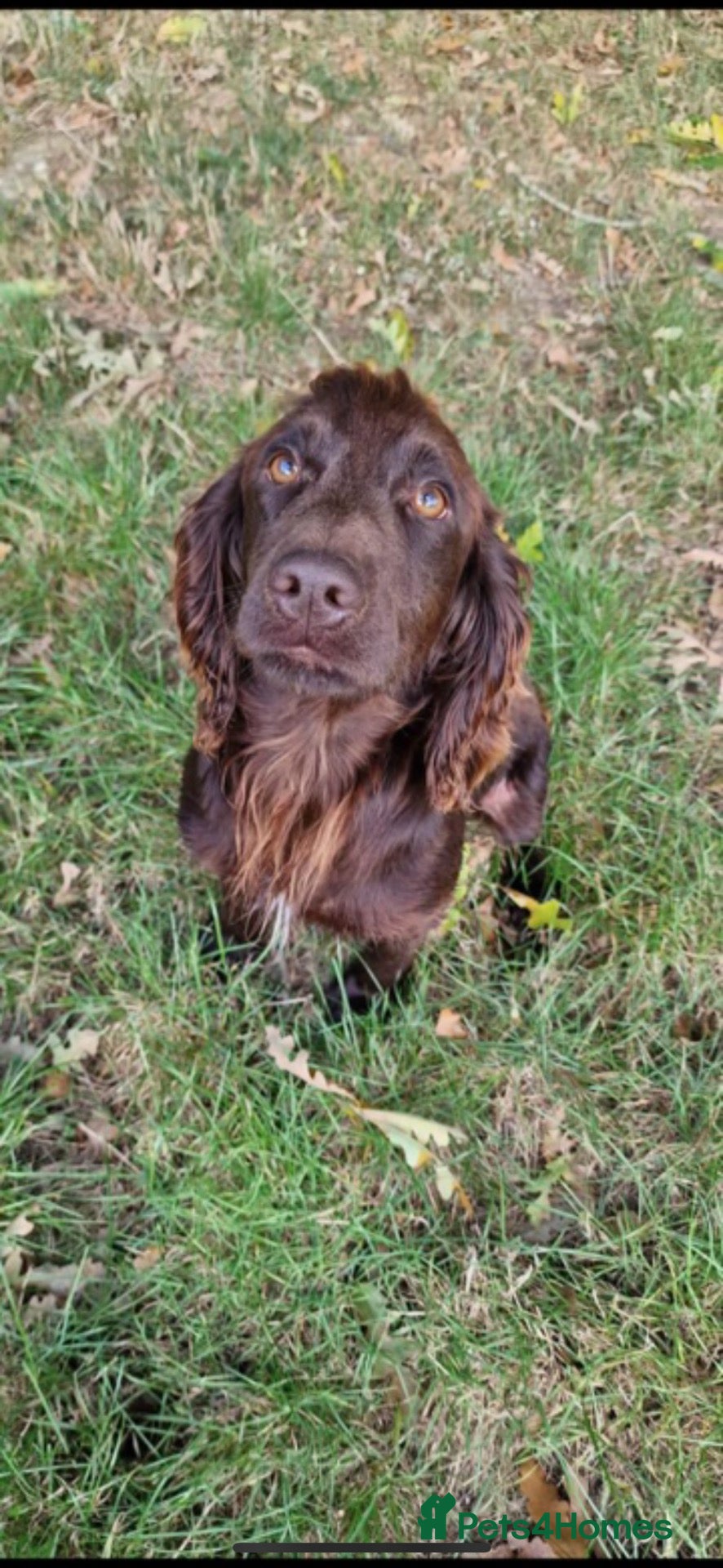 Mixed Breed dogs 5* Cockador Puppies - Advert 2
