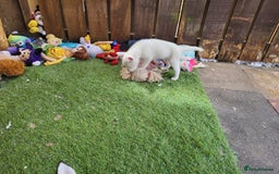 Siberian Husky dogs for sale: Siberian husky puppies (ready forever loving home) - Image 26