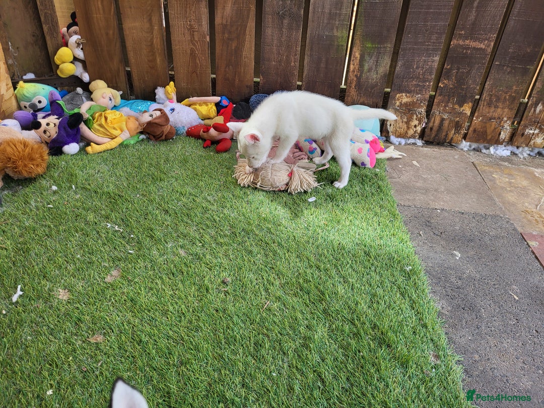 Siberian Husky dogs for sale: Siberian husky puppies (ready forever loving home) - Image 26