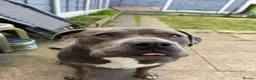 American Bully dogs for sale: Fendi in Manchester - Advert 2