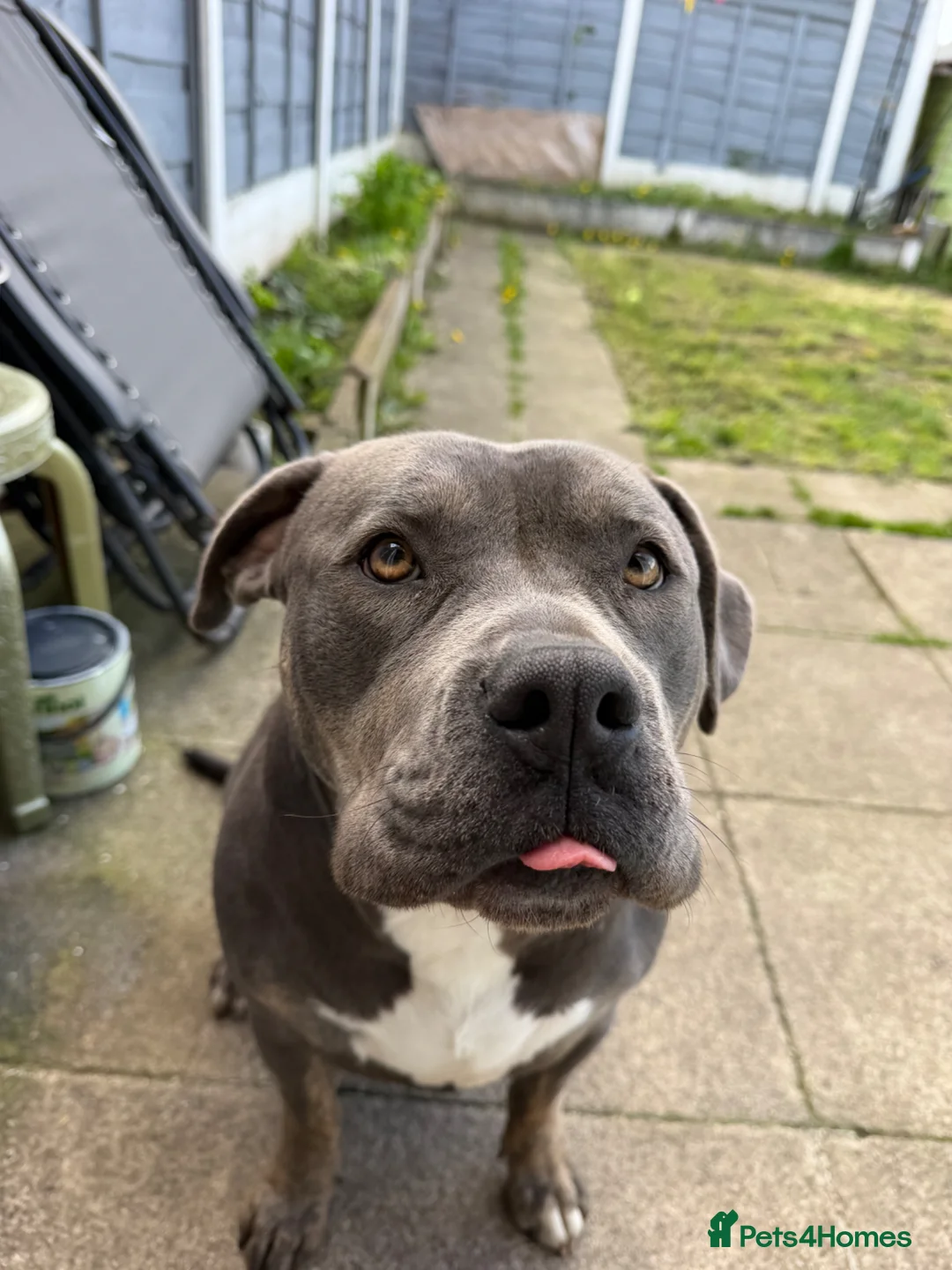 American Bully dogs for sale: Fendi in Manchester - Advert 2