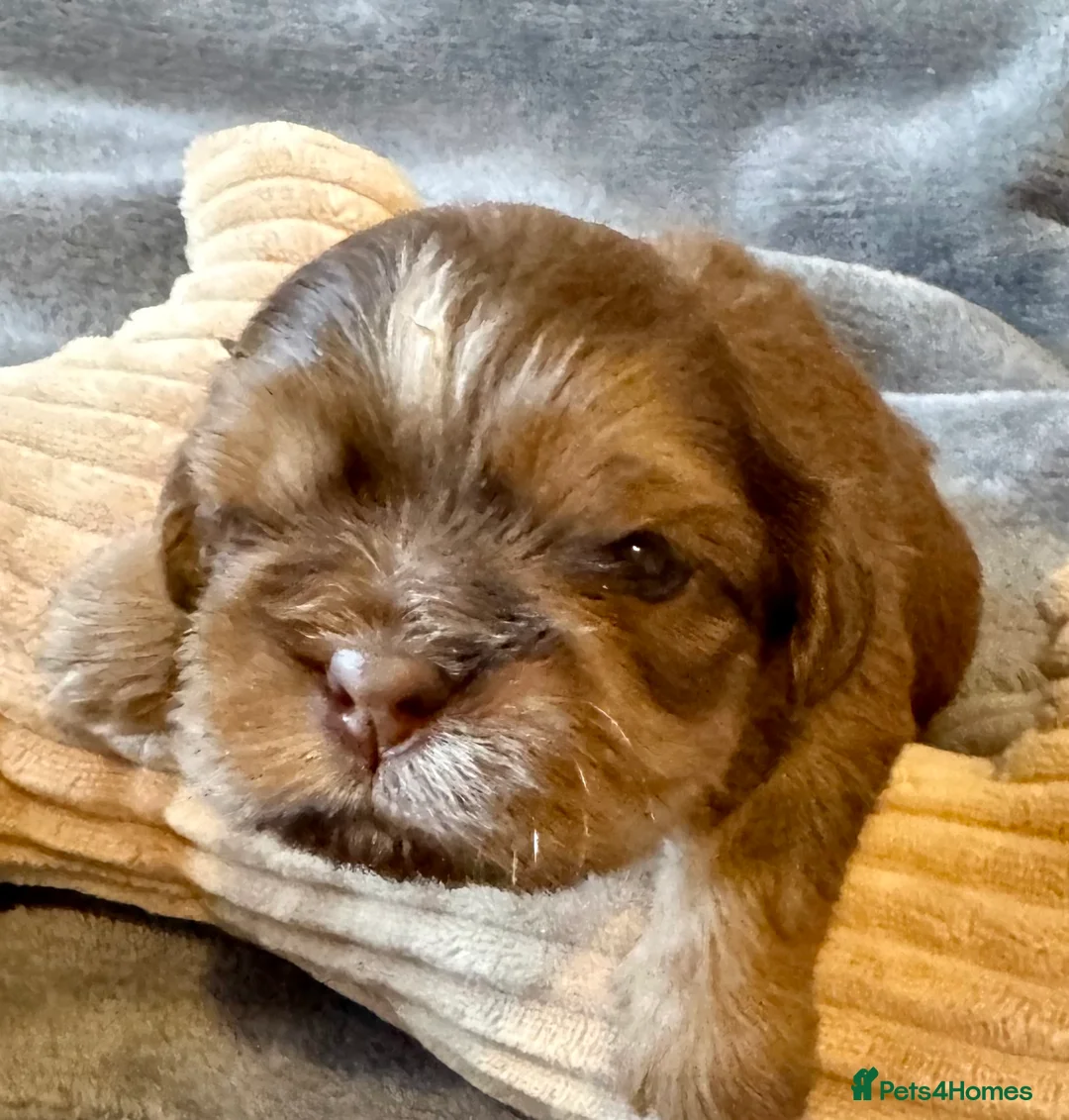 Shih Tzu dogs for sale: Stunning Shihtzu puppies  - Advert 37