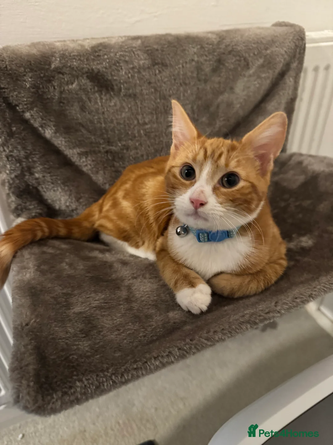 Mixed Breed cats for sale: 2x ginger kittens for sale - Advert 13