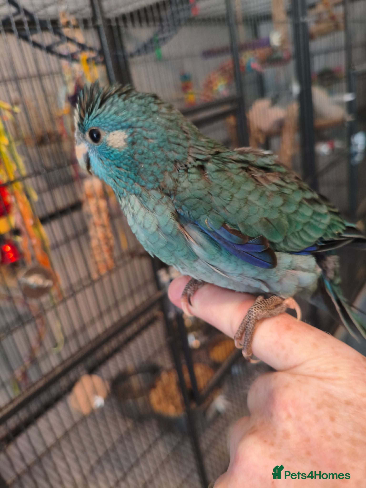 Parakeets birds Kakariki hand tame Baby Kakariki Ready now - Advert 18