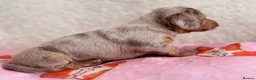 Miniature Dachshund dogs for sale: Miniature smoothair dachshund puppies 🐶  - Advert 8