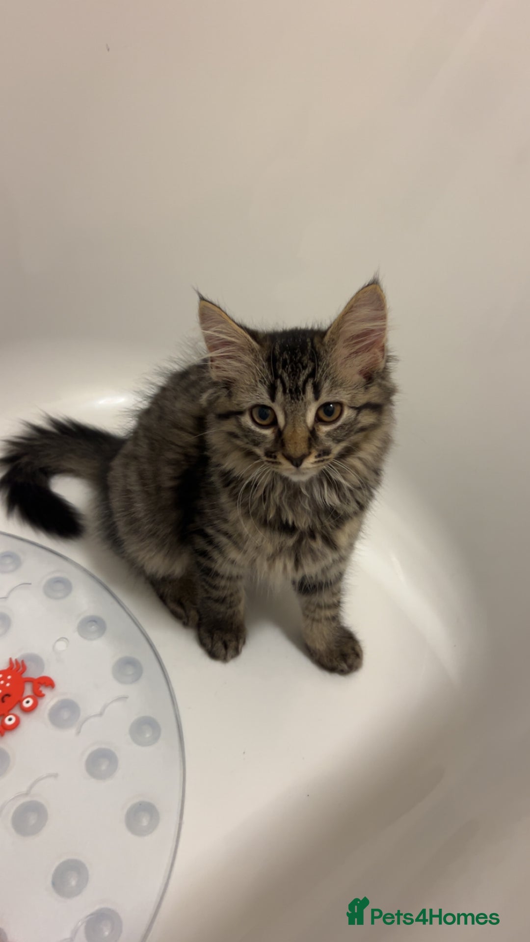 British Longhair cats for sale: 2 kittens looking for a new home  - Advert 15